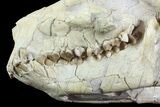 Oreodont (Merycoidodon) Skull - Wyoming #93756-6